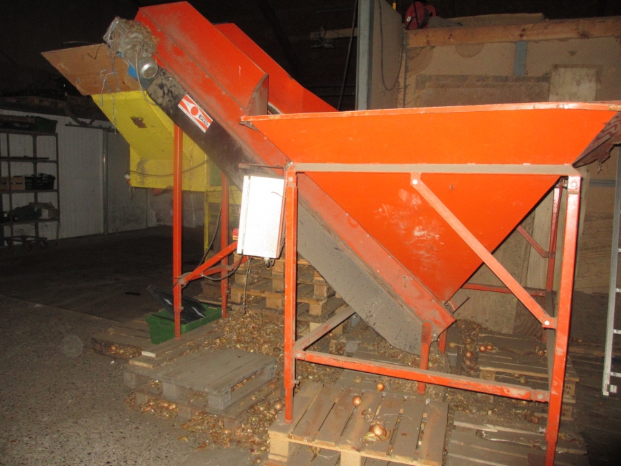 3703 EKKO / Olden line for onion