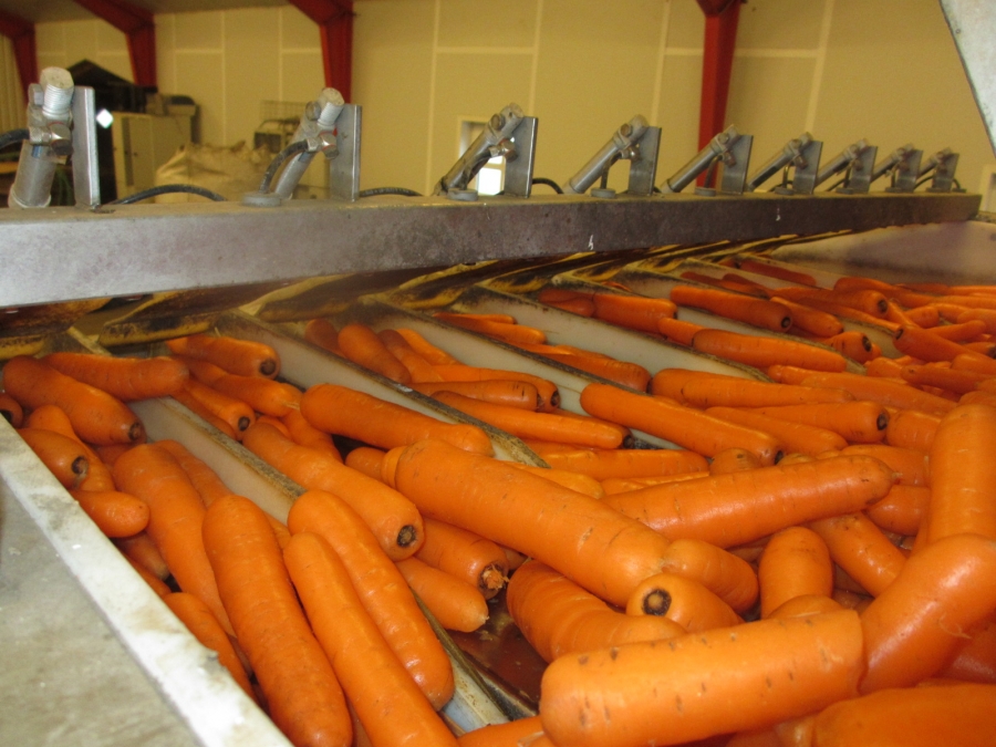 3844 Newtec 2009G Multi head weigher for carrots / potatoes