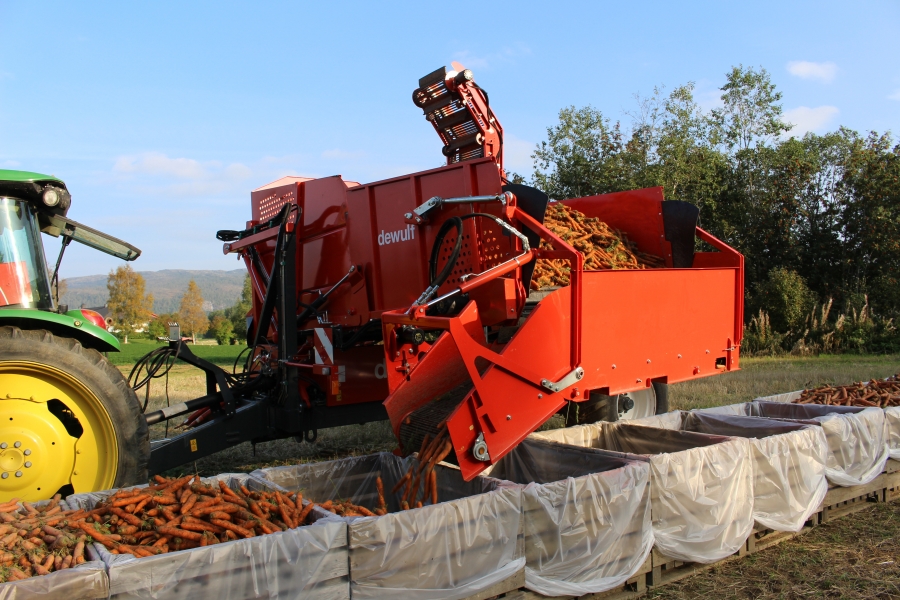 3970 DEWULF GBC carrot harvester with bunker