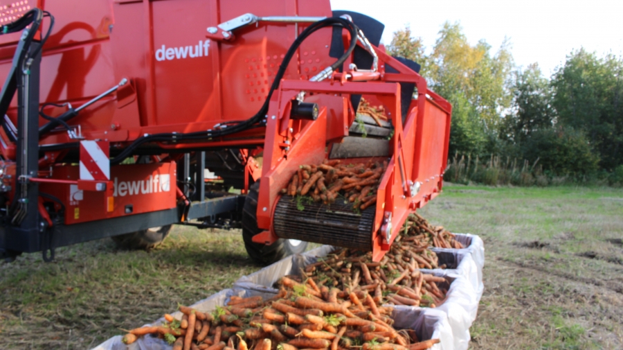3970 DEWULF GBC carrot harvester with bunker
