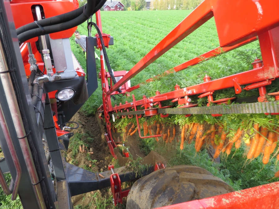 3970 DEWULF GBC carrot harvester with bunker